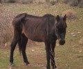 Σαλαμίνα: Ευτυχώς κάποιοι νοιάστηκαν για το εγκαταλελειμμένο άλογο